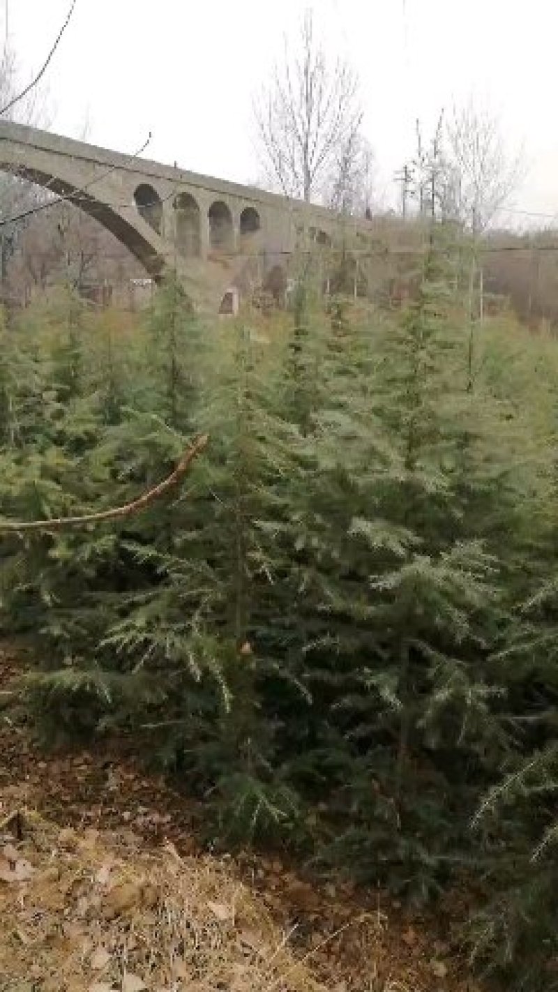 郑州雪松，绿化苗木，包成活，产地直销，品质保障！