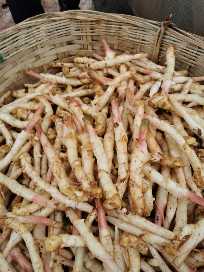 四川产地大量供应大黄姜嫩姜芽