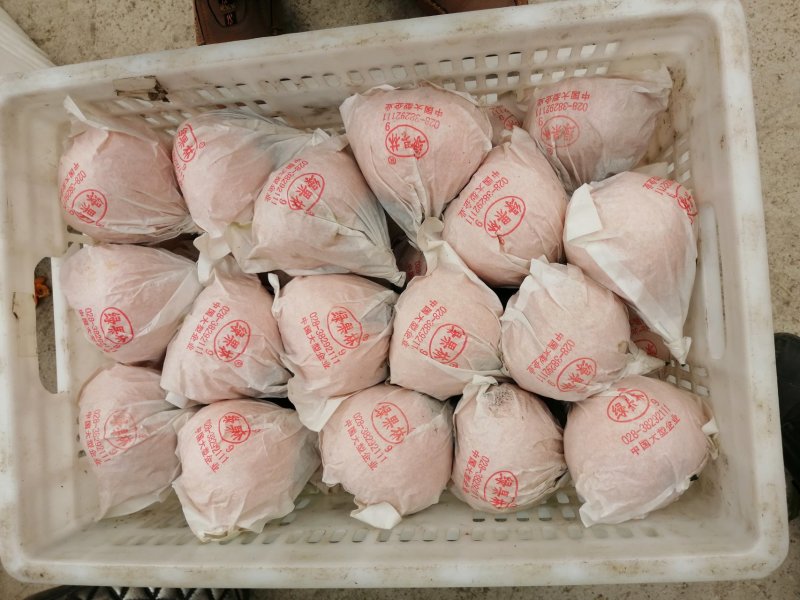 精品不知火套袋果5万斤市场货