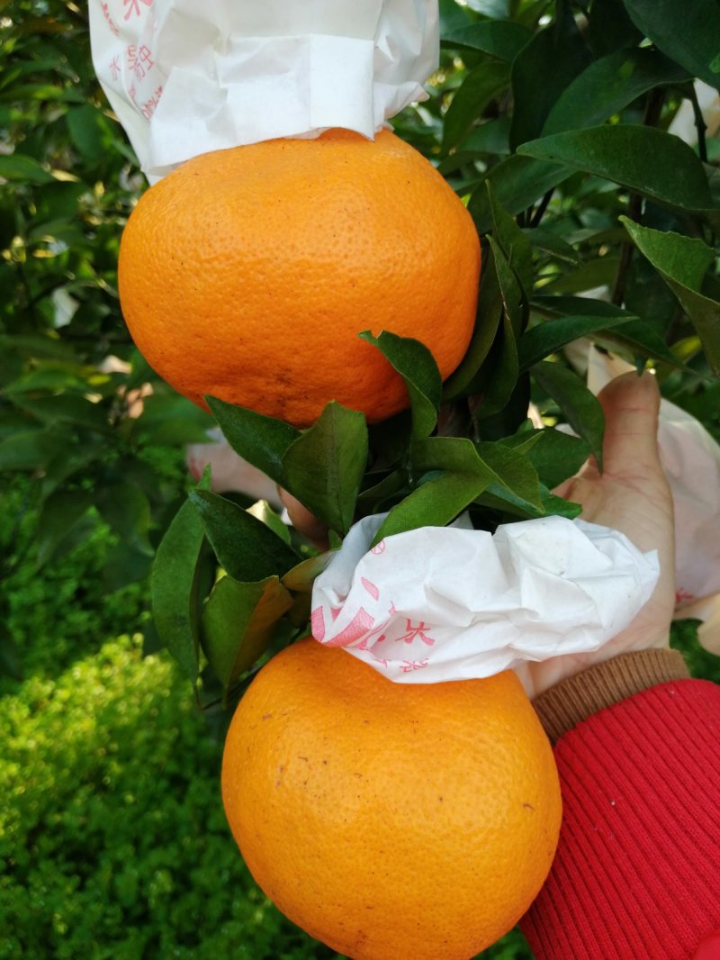 耙耙柑预定中
