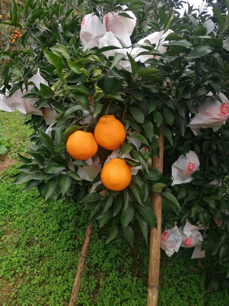 耙耙柑预定中