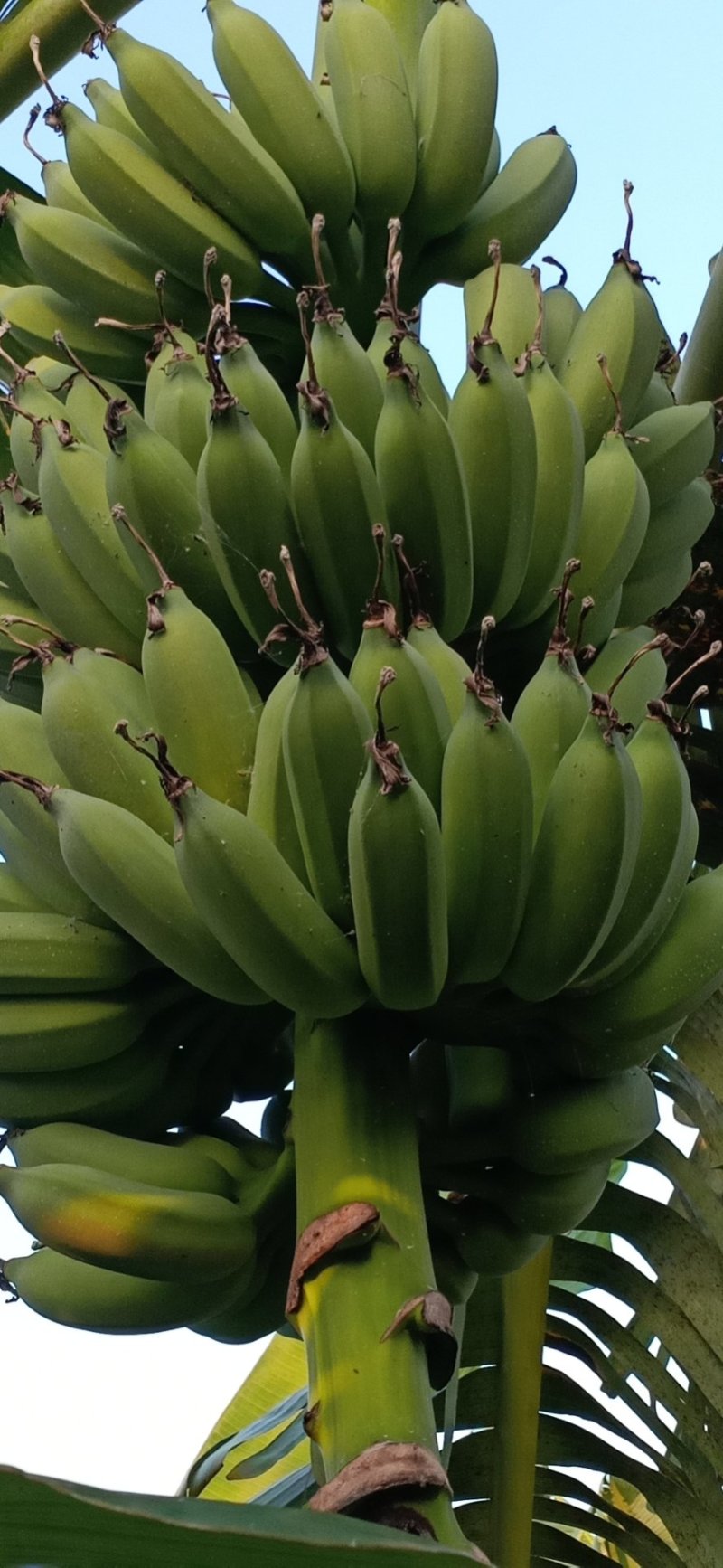 粉蕉八成肥，干净，亮度好