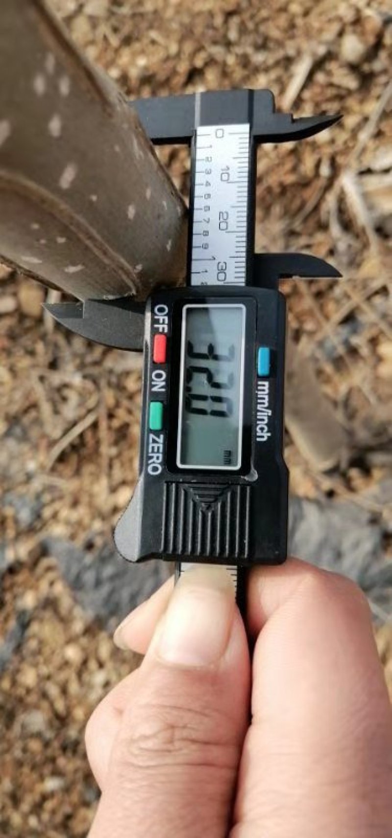 鲁林九号无絮杨树苗107树苗