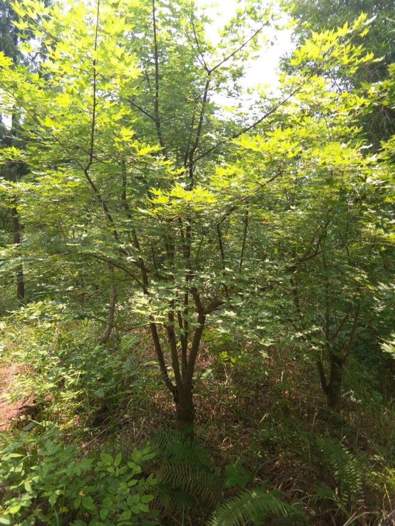 元宝枫，元宝树，四川元宝枫基地出售，成都元宝枫批发价格