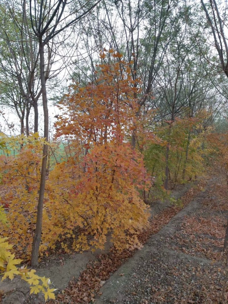 元宝枫，元宝树，四川元宝枫基地出售，成都元宝枫批发价格