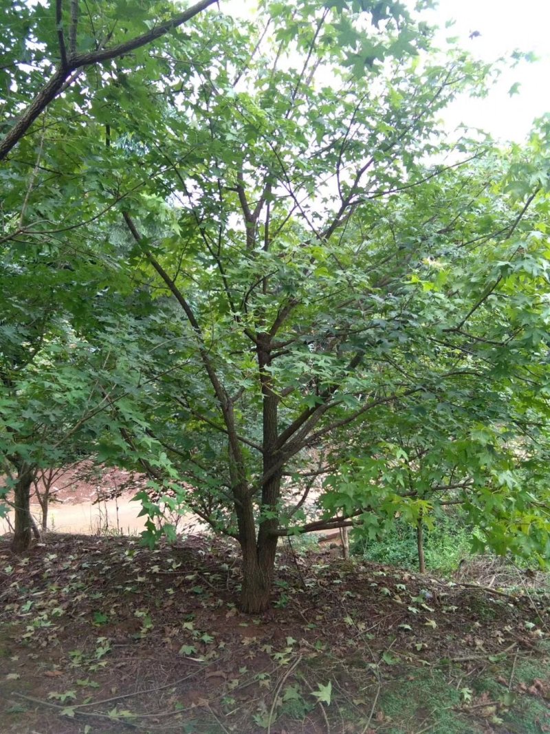 元宝枫，元宝树，四川元宝枫基地出售，成都元宝枫批发价格