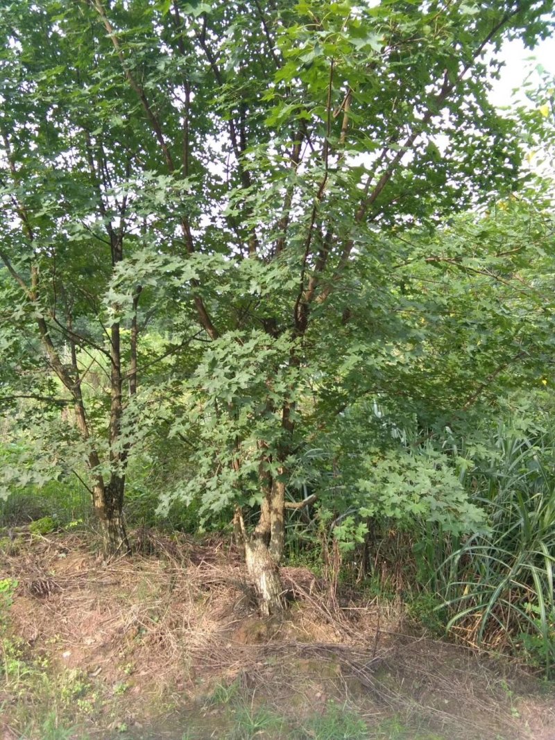元宝枫，元宝树，四川元宝枫基地出售，成都元宝枫批发价格