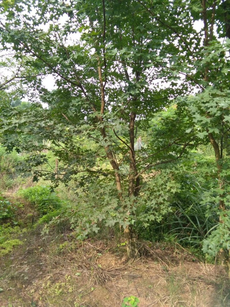 元宝枫，元宝树，四川元宝枫基地出售，成都元宝枫批发价格