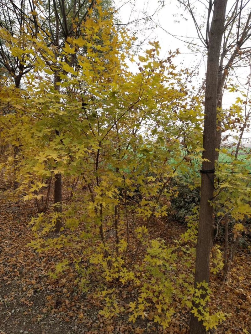 元宝枫，元宝树，四川元宝枫基地出售，成都元宝枫批发价格