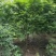 鸡爪槭，槭树，四川鸡爪槭基地出售，成都鸡爪枫批发价格