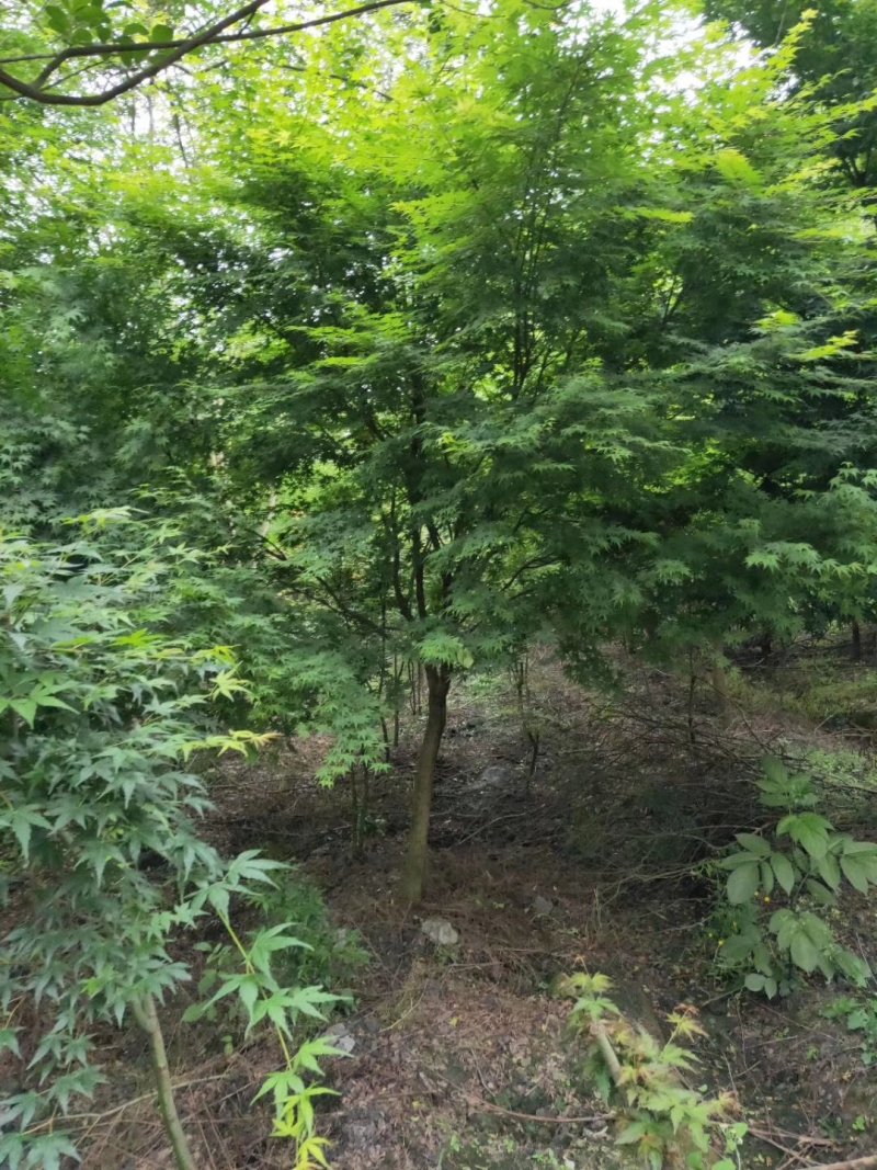 鸡爪槭，槭树，四川鸡爪槭基地出售，成都鸡爪枫批发价格