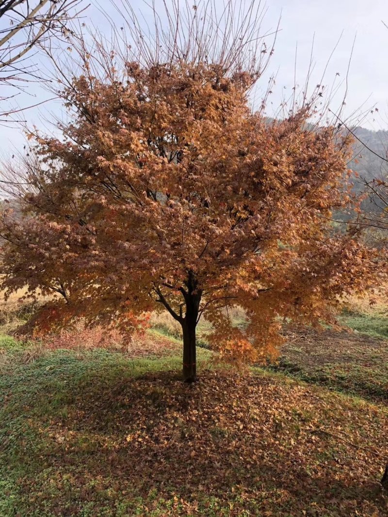 鸡爪槭，槭树，四川鸡爪槭基地出售，成都鸡爪枫批发价格