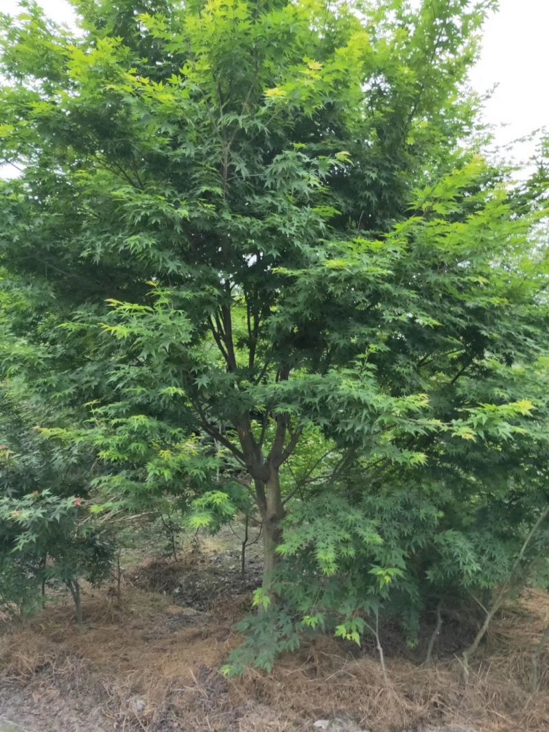 鸡爪槭，槭树，四川鸡爪槭基地出售，成都鸡爪枫批发价格