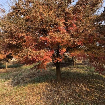 鸡爪槭，槭树，四川鸡爪槭基地出售，成都鸡爪枫批发价格