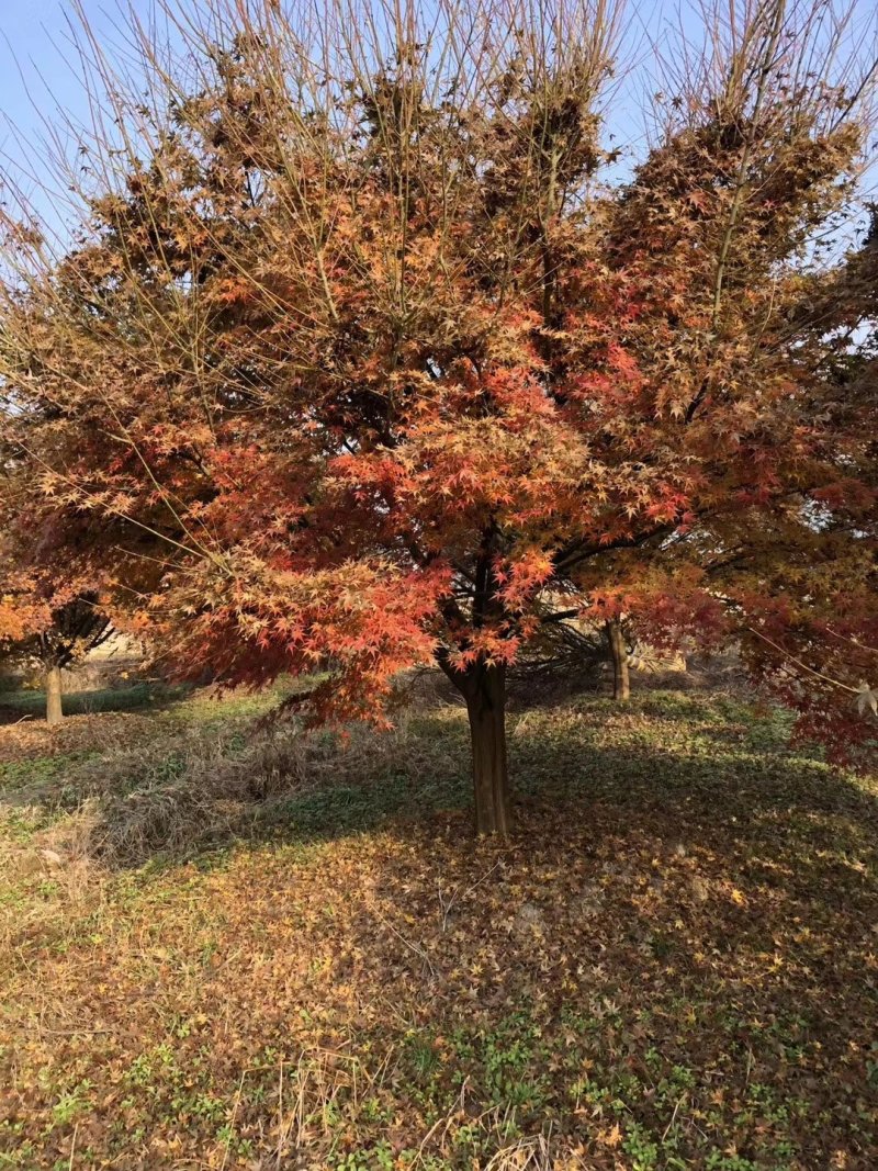 鸡爪槭，槭树，四川鸡爪槭基地出售，成都鸡爪枫批发价格