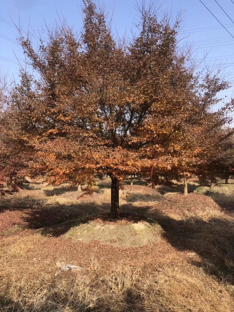 鸡爪槭，槭树，四川鸡爪槭基地出售，成都鸡爪枫批发价格
