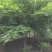 鸡爪槭，槭树，四川鸡爪槭基地出售，成都鸡爪枫批发价格