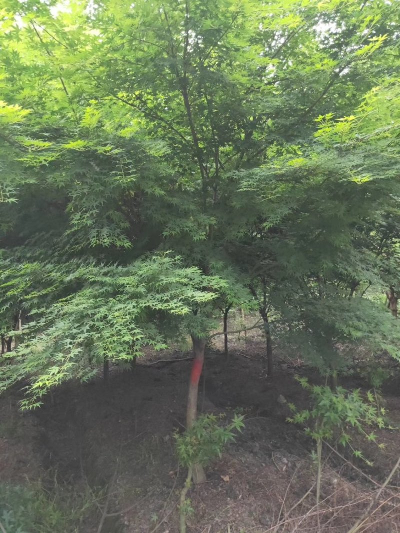 鸡爪槭，槭树，四川鸡爪槭基地出售，成都鸡爪枫批发价格