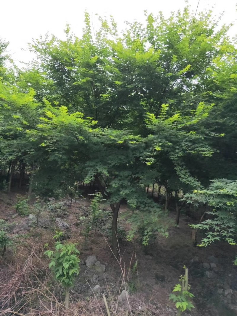 鸡爪槭，槭树，四川鸡爪槭基地出售，成都鸡爪枫批发价格