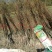 基地出售嫁接碧根果苗品种纯正包成活包技术