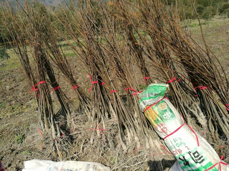 基地出售嫁接碧根果苗品种纯正包成活包技术