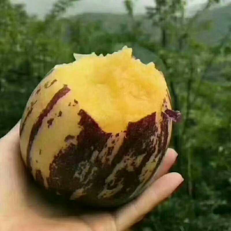 人参果