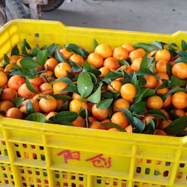 沙糖桔