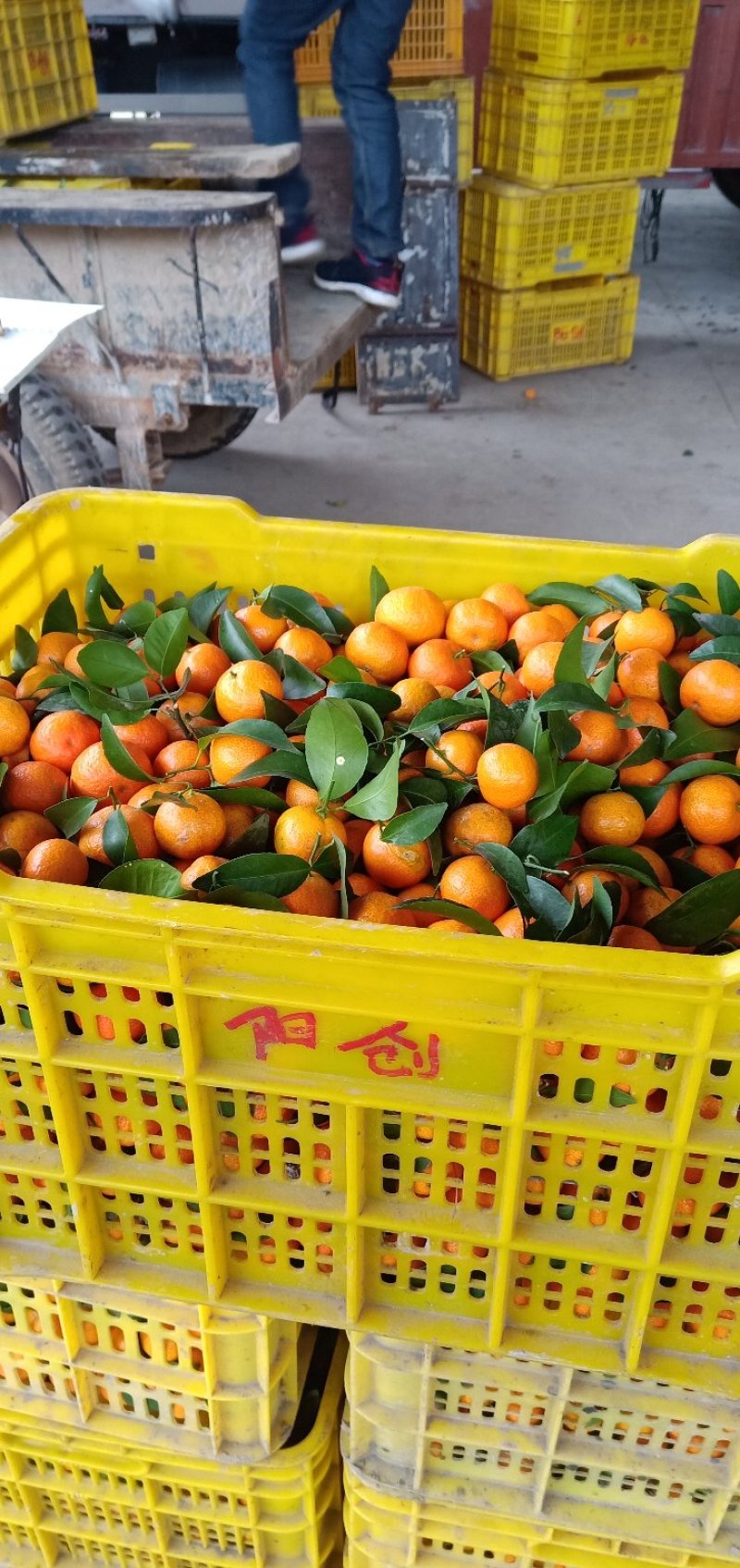 沙糖桔