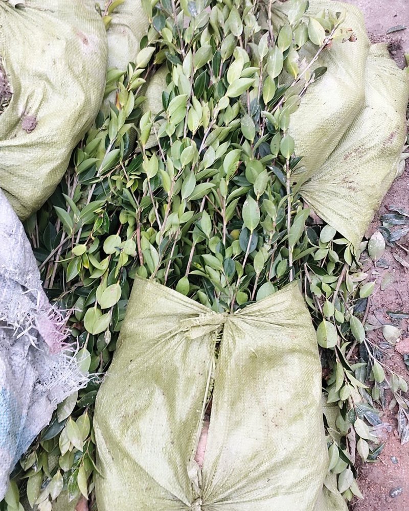 湘林油茶苗，嫁接苗，有裸苗和杯苗，120万株