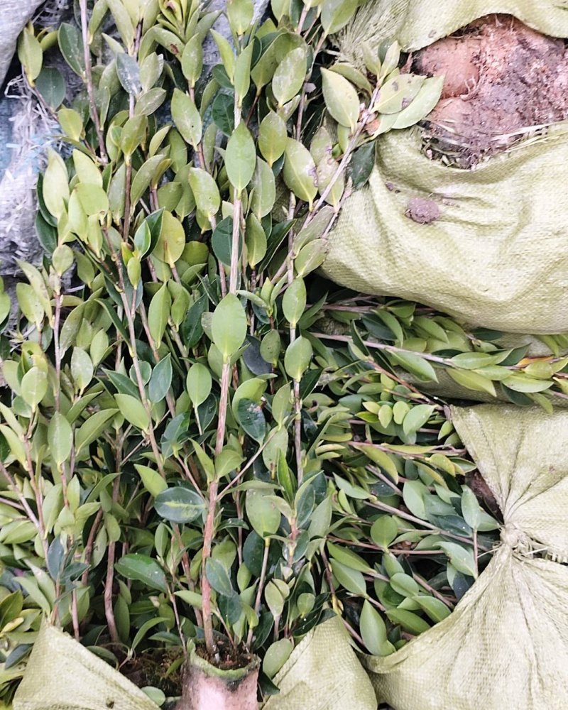 湘林油茶苗，嫁接苗，有裸苗和杯苗，120万株