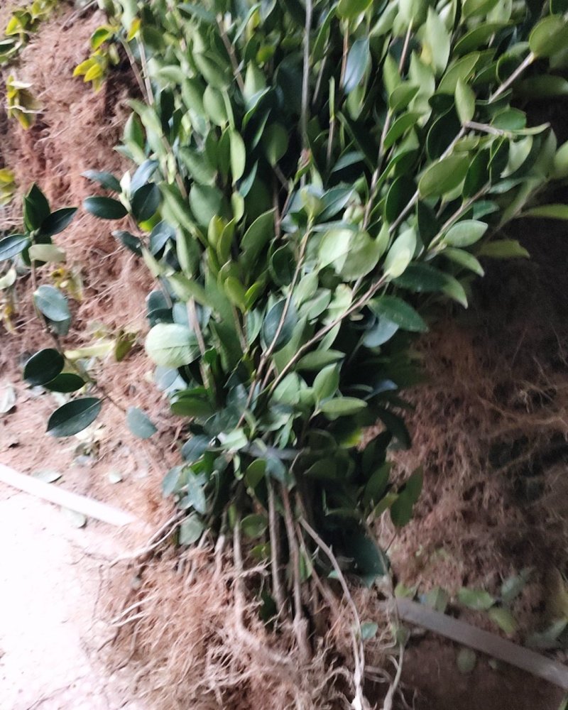 湘林油茶苗，嫁接苗，有裸苗和杯苗，120万株