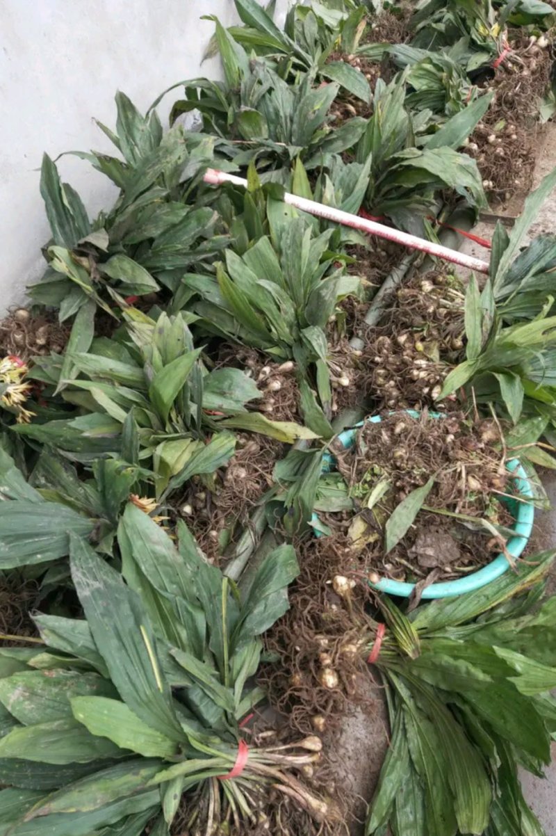 毛慈菇苗山慈菇苗泥冰子苗冰球子苗
