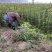 荸荠杨梅苗，又称乌梅，味甜无酸，40万株