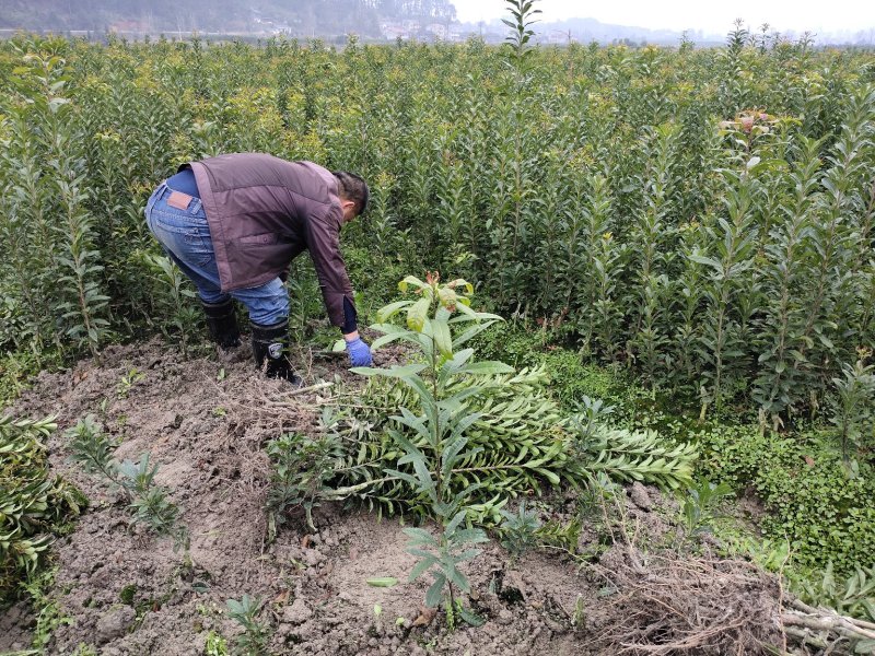 荸荠杨梅苗，又称乌梅，味甜无酸，40万株