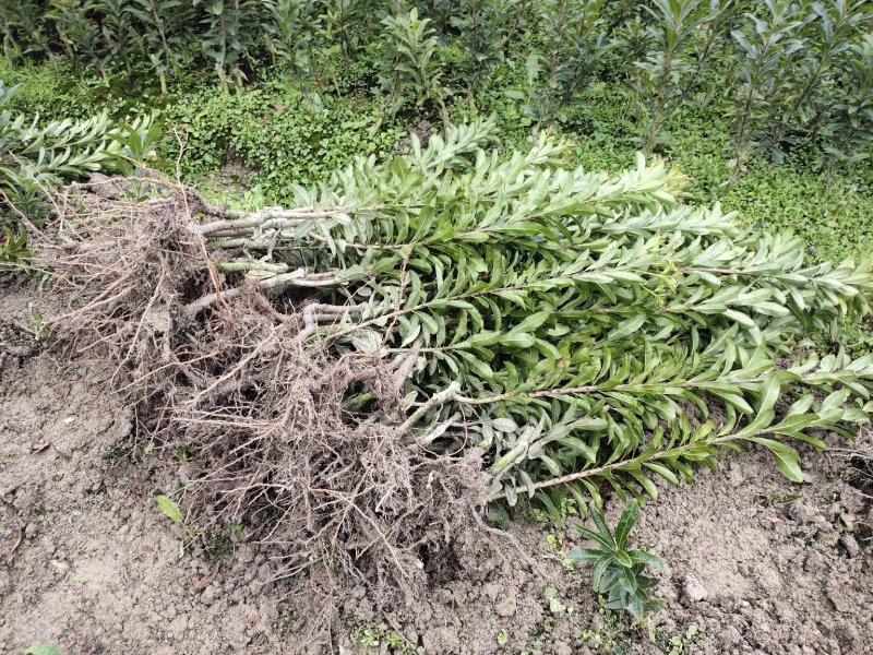 荸荠杨梅苗，又称乌梅，味甜无酸，40万株