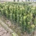 荸荠杨梅苗，又称乌梅，味甜无酸，40万株