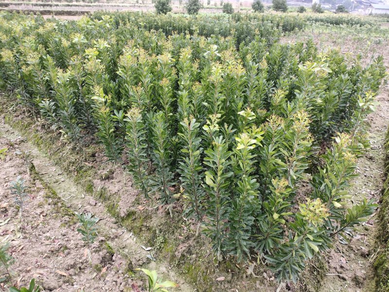 荸荠杨梅苗，又称乌梅，味甜无酸，40万株
