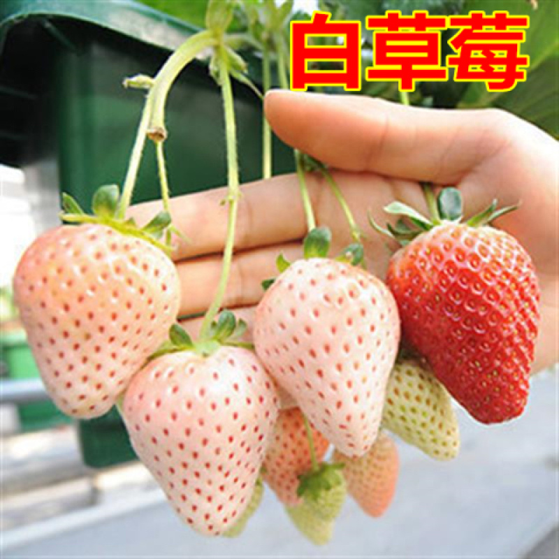 草莓苗基地直销奶油草莓白雪公主草莓盆栽地栽均可