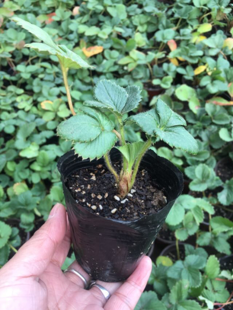 草莓苗基地直销奶油草莓白雪公主草莓盆栽地栽均可