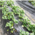 草莓苗基地直销奶油草莓白雪公主草莓盆栽地栽均可