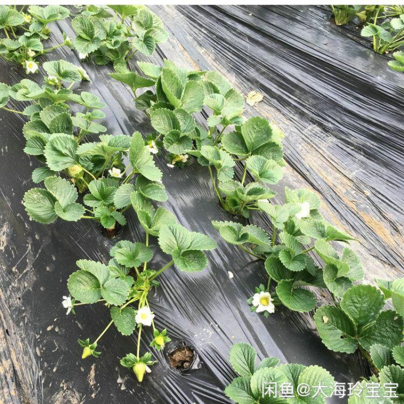 草莓苗基地直销奶油草莓白雪公主草莓盆栽地栽均可