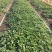 草莓苗基地直销奶油草莓白雪公主草莓盆栽地栽均可