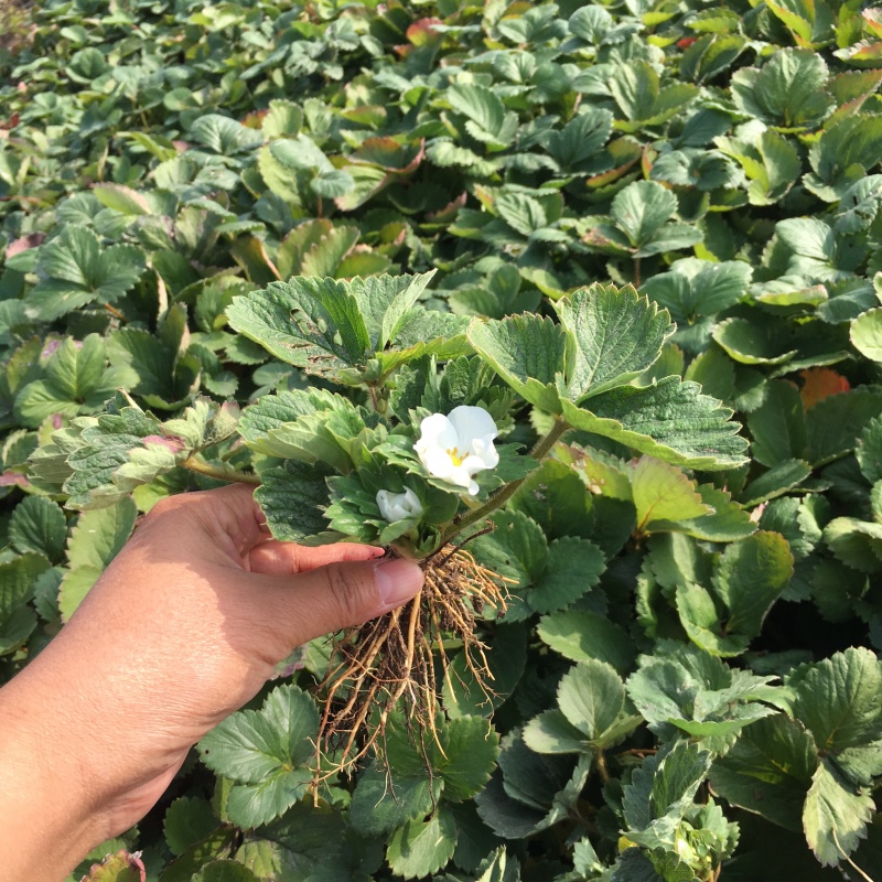 草莓苗基地直销奶油草莓白雪公主草莓盆栽地栽均可