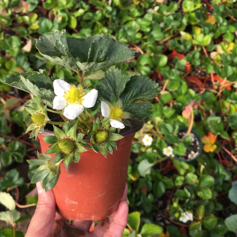 草莓苗基地直销奶油草莓白雪公主草莓盆栽地栽均可