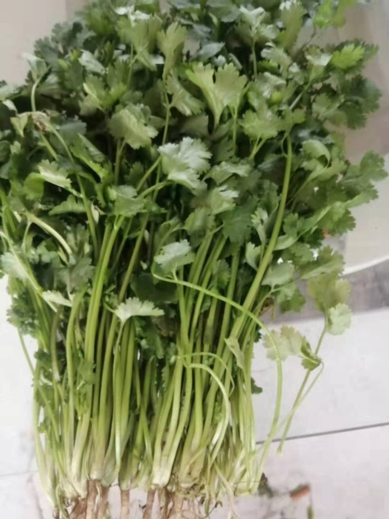 好香菜出售价格优惠
