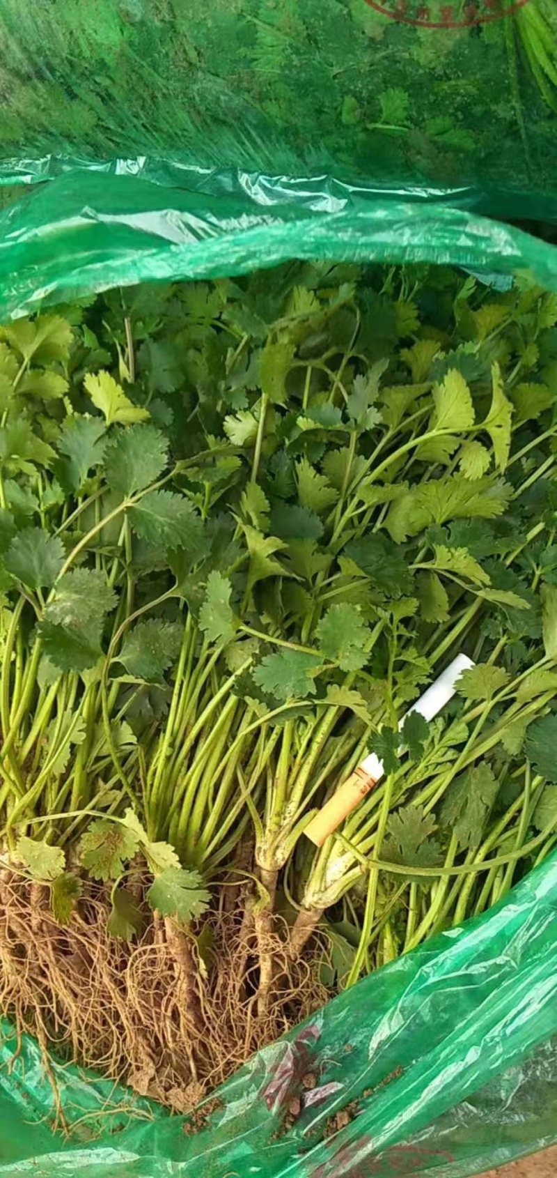 好香菜出售价格优惠
