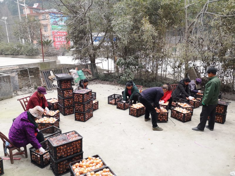 新鲜椪柑桔子湖南柑桔酸甜柑橘农家现摘量大从优