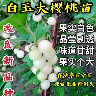 【爆品】白玉大樱桃苗果实白色晶莹剔透嫁接苗甜度高