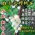 【爆品】白玉大樱桃苗果实白色晶莹剔透嫁接苗甜度高