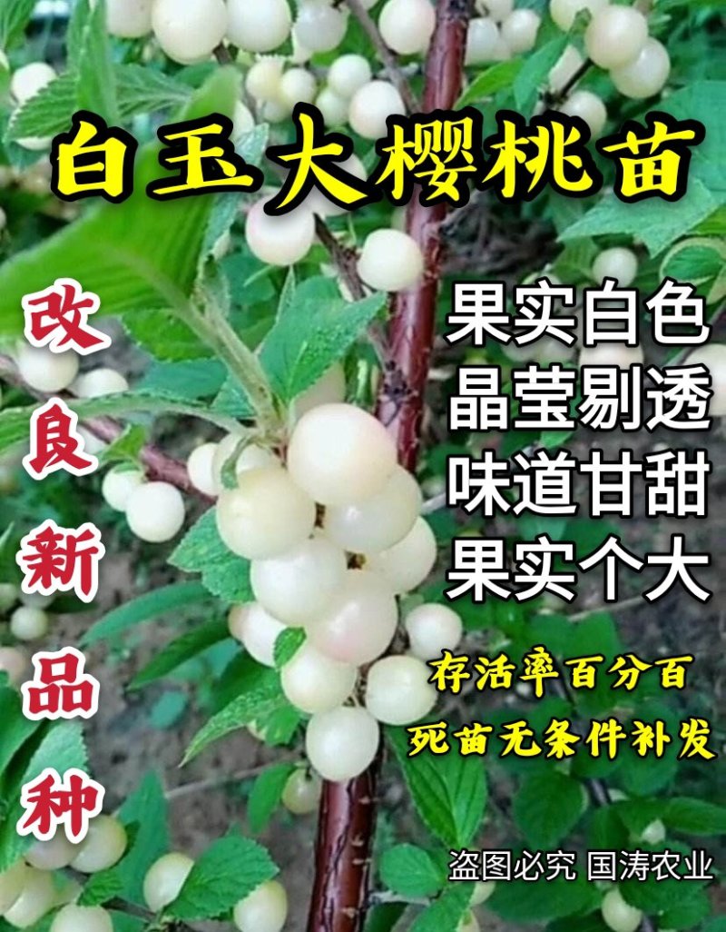 【爆品】白玉大樱桃苗果实白色晶莹剔透嫁接苗甜度高